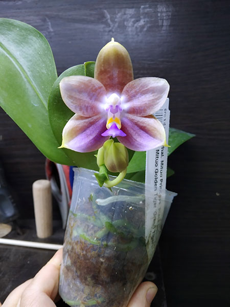 Phalaenopsis Mituo Princess 'Black Beauty' x Mituo Golden Tiger 'Green Tiger'.jpg