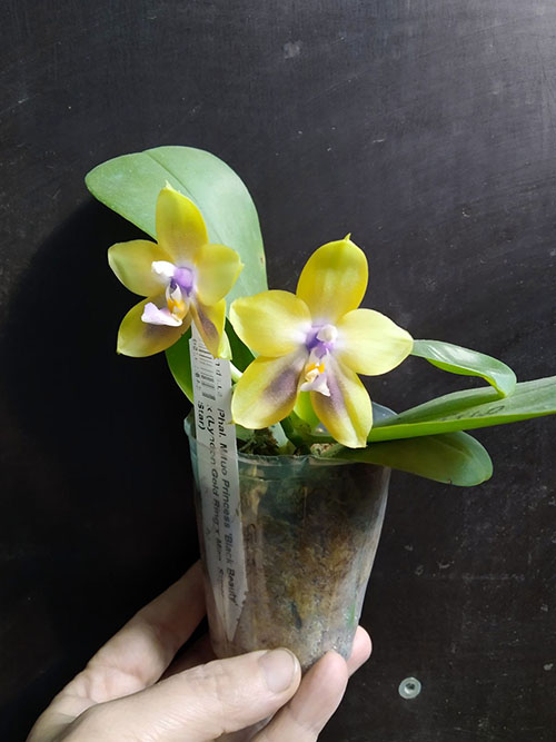 Phalaenopsis Mituo Princess 'Black Beauty' x (Lyndon Gold Ring x Miro Super Star).jpg