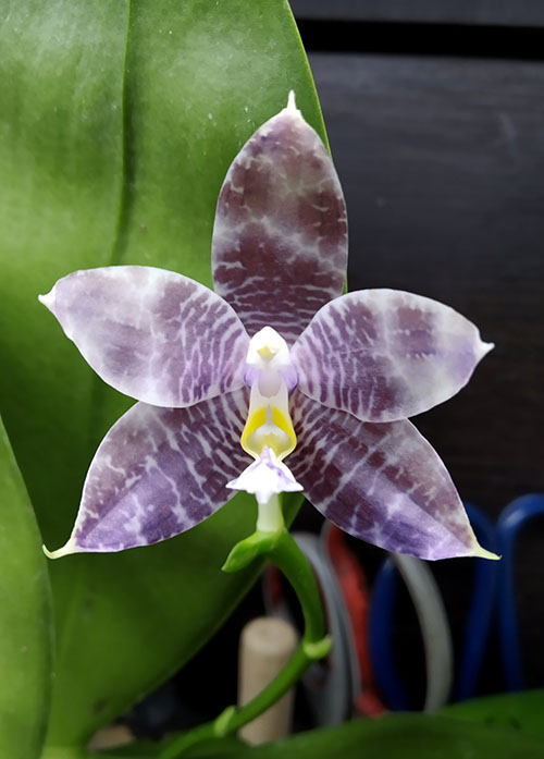 Phalaenopsis Mituo Blue Smurfs 'Blue-S' x Mituo Speciosa 'Blue-Coffe'.jpg