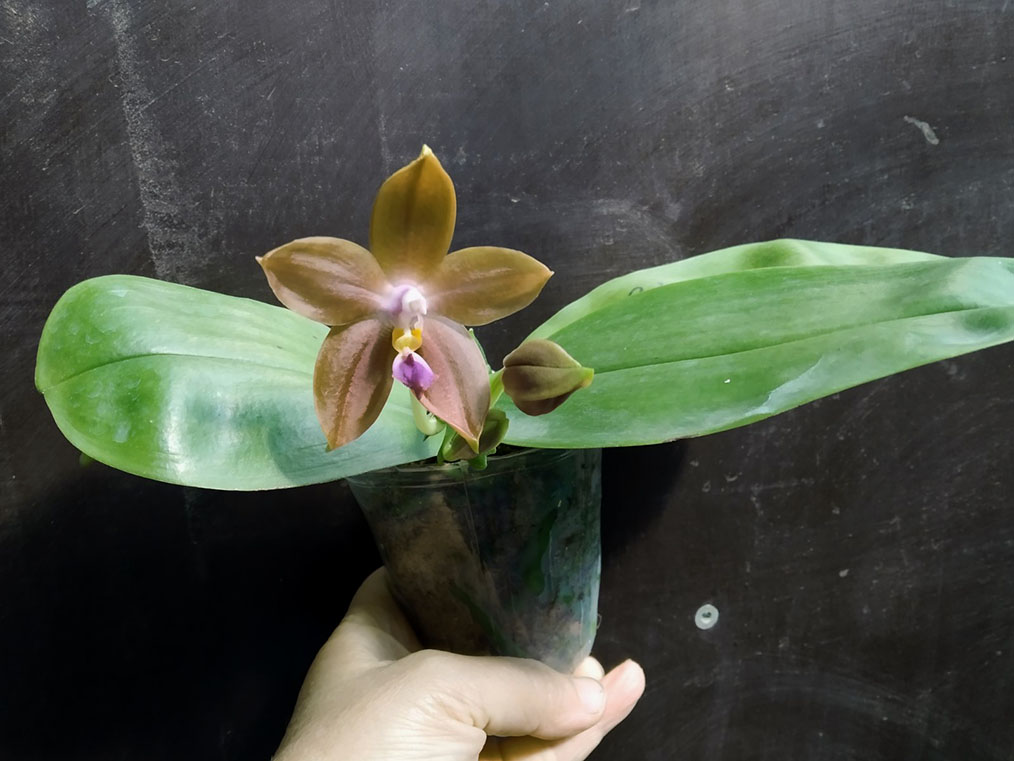 Phalaenopsis Mituo Princess 'Black Beauty' x (speciosa x Mituo Prince) 'Taro purple'.jpg