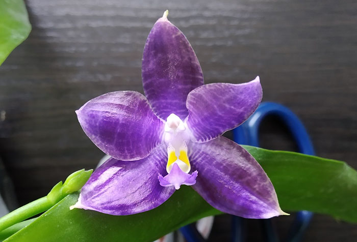 Phalaenopsis Mituo Reflex Dragon 'Blue-2' x Mituo Speciosa 'Mituo#1'.jpg