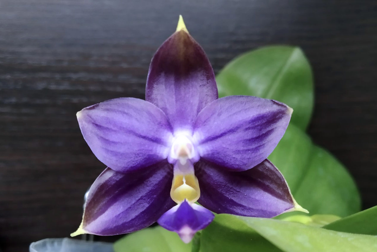 Phalaenopsis violacea indigo x Mituo Reflex Dragon 'Blue #2'.jpg