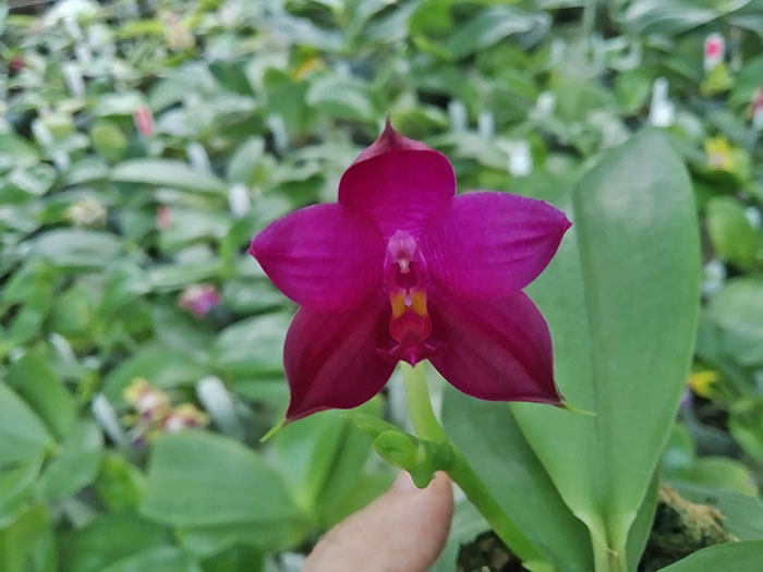 Phalaenopsis Mituo Purple Dragon #9 x Lioulin Blue Eagle #2.jpg