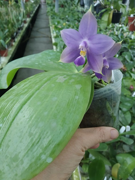 Phalaenopsis violacea indigo x Mituo Reflex Dragon 'Blue #2'.jpg