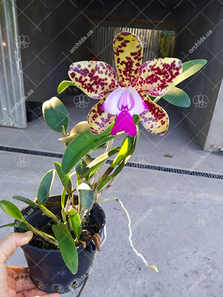 Cattleya Green Emerald 'Orchid Queen' (Cattleya Elizabeth Mahon x Cattleya Thospol Spot).jpg