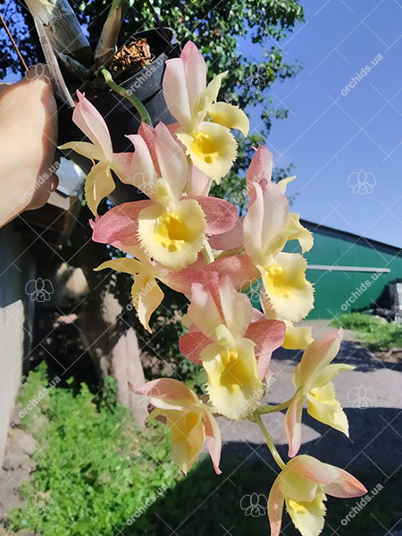 Catasetum Dentigrianum 'SVO Excellent' x Catasetum Portagee Star 'Brian Lawson's Sunrise'.jpg