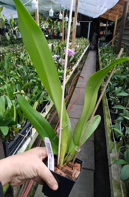 Cattleya Arcadio Arosemena.jpg