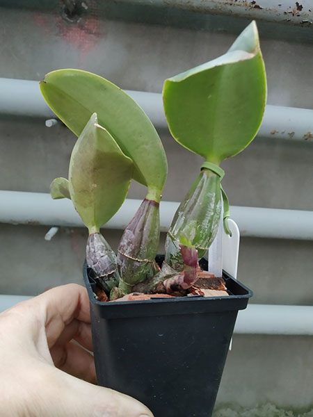 Cattleya nobilor amalie XXX x 'Especial Caliman'.jpg
