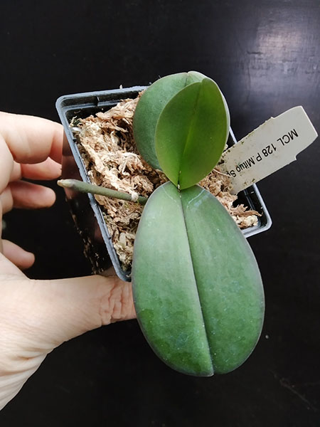 Phalaenopsis Mituo Sunrise 'Mituo Snake'.jpg