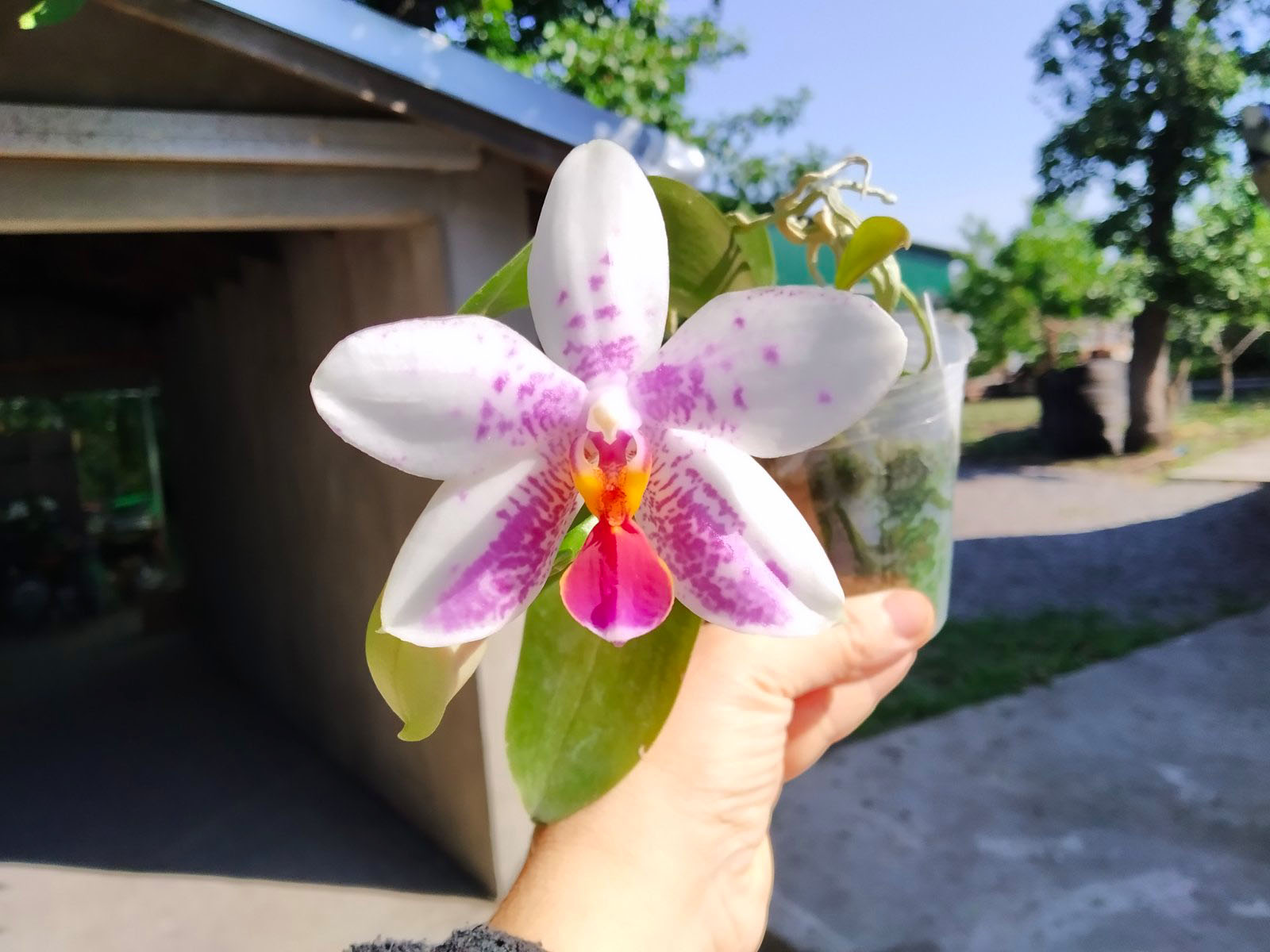 Phalaenopsis Joy Spring Venus 'Snow White' x Cherry Spot (alba).jpg