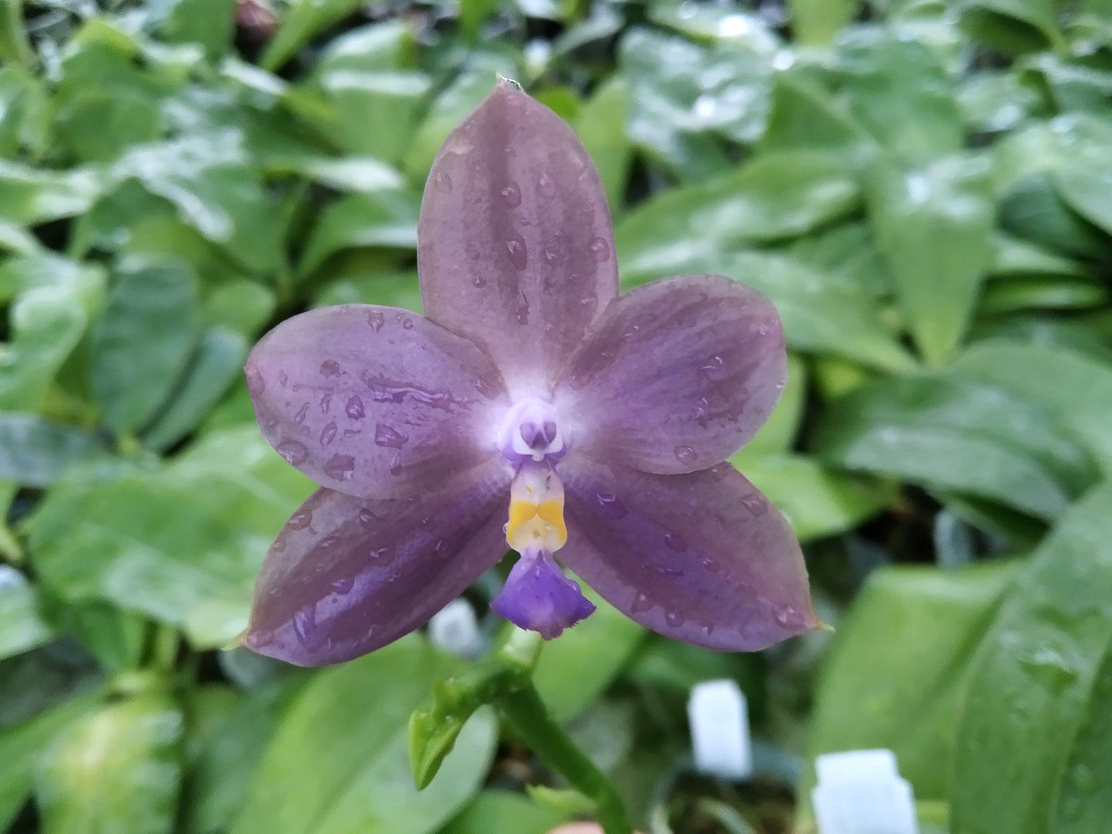 Phalaenopsis Mituo Reflex Dragon 'Blue-2' x Mituo Speciosa 'Mituo#1'.jpg