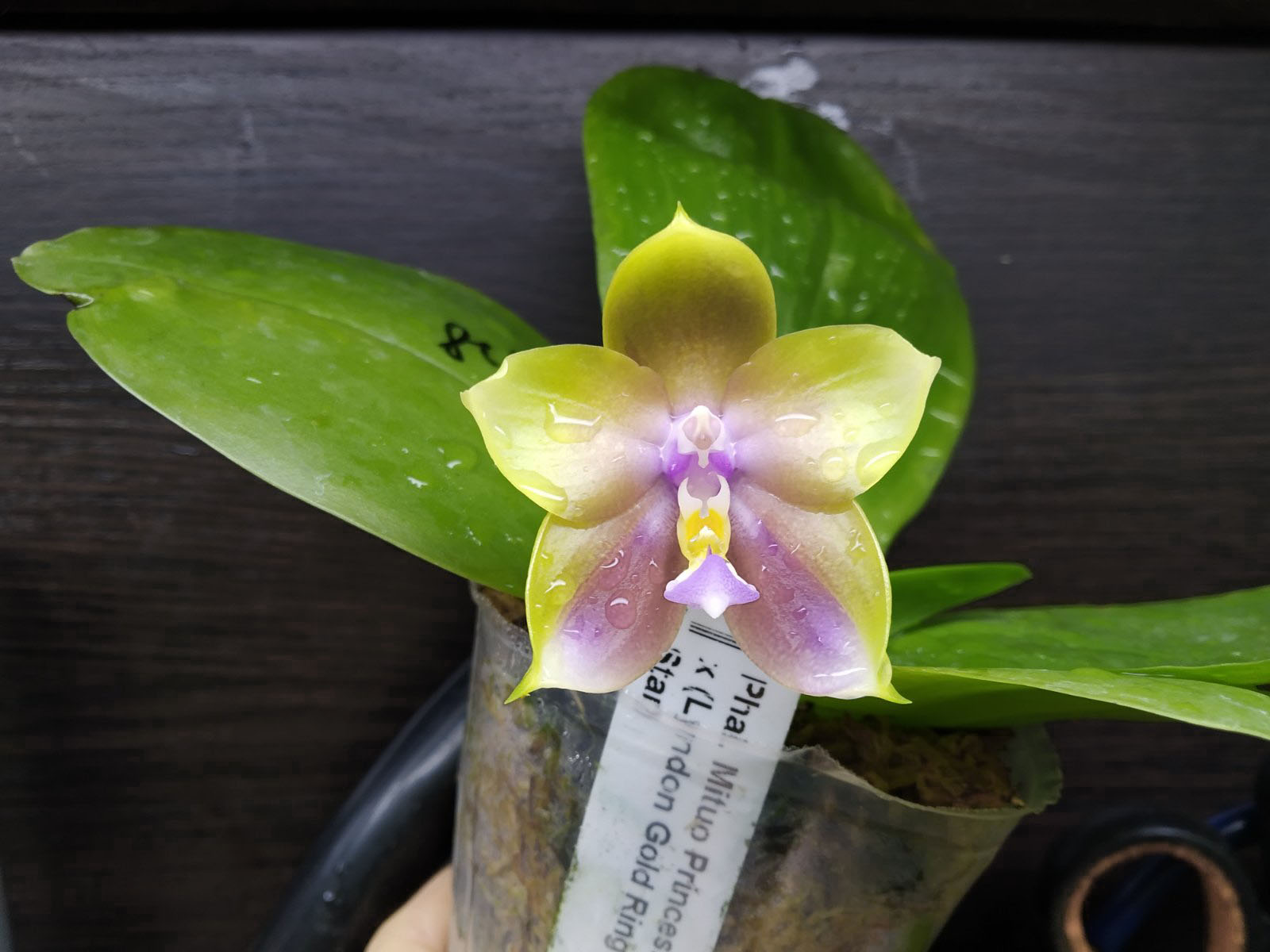 Phalaenopsis Mituo Princess 'Black Beauty' x (Lyndon Gold Ring x Miro Super Star).jpg