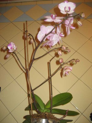 Detki peresajeni 010.jpg