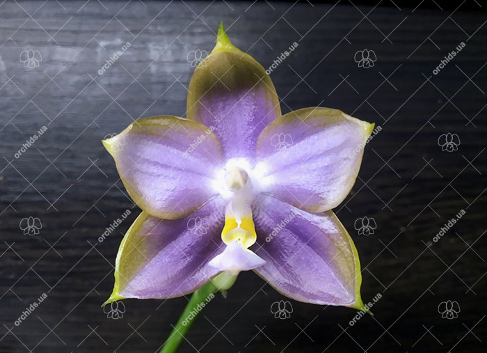 Phalaenopsis Mituo Reflex Dragon 'Blue -2'.jpg