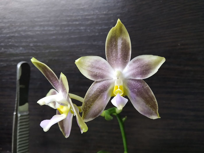 Phalaenopsis Mituo Reflex Dragon 'Blue-2' x Mituo Speciosa 'Mituo#1'.jpg