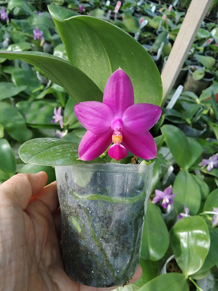Phalaenopsis violacea indigo x Mituo Reflex Dragon 'Blue #2'.jpg