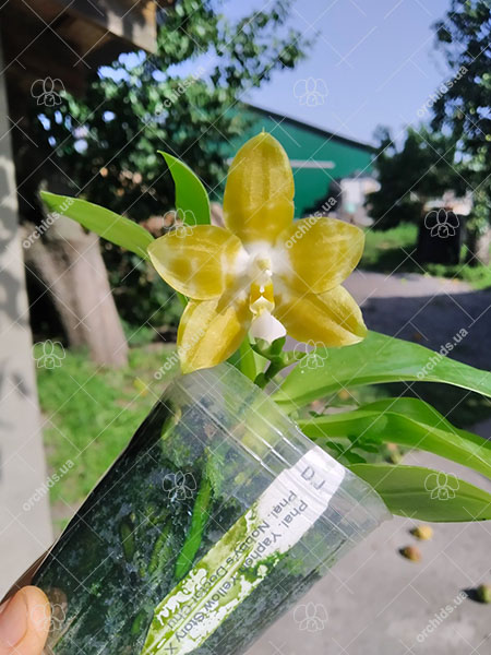 Phalaenopsis Yaphon 'Yellow Story' x Nobby's 'Doctor Chu'.jpg