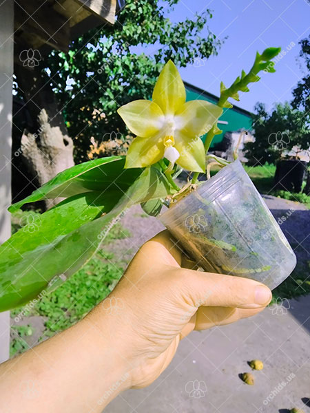 Phalaenopsis Yaphon 'Yellow Story' x Nobby's 'Doctor Chu'.jpg