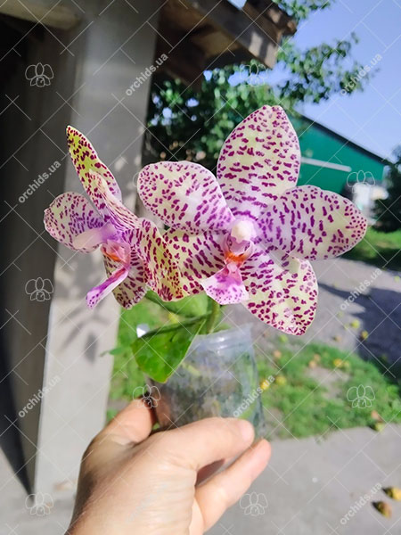 Phalaenopsis Natasha 'Aiko'.jpg