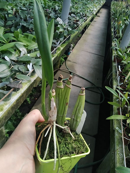 Laelia gouldiana.jpg