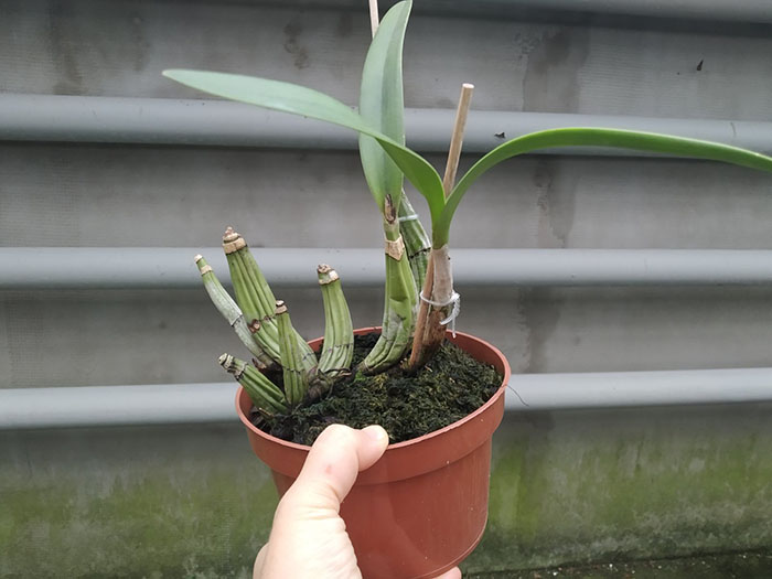 Laelia furfuracea.jpg