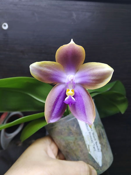 Phalaenopsis Mituo Princess 'Black Beauty' x (speciosa x Mituo Prince) 'Taro purple'.jpg