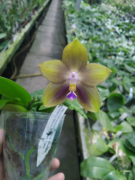 Phalaenopsis Mituo Princess 'Black Beauty' x (speciosa x Mituo Prince) 'Taro purple'.jpg