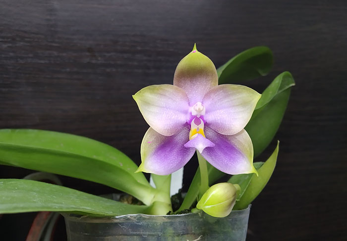 Phalaenopsis Mituo Princess 'Black Beauty' x (Lyndon Gold Ring x Miro Super Star).jpg