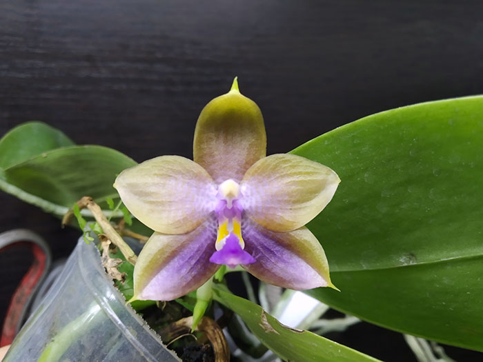 Phalaenopsis Mituo Reflex Dragon x LD Purple 3S.jpg