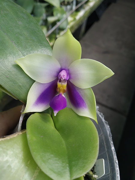 Phalaenopsis bellina blue.jpg