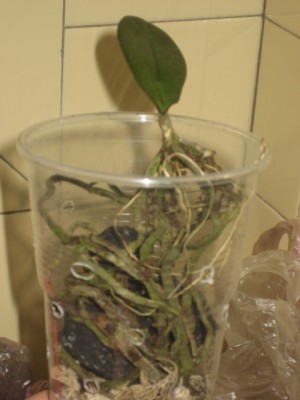 25.05 2 peresadka 006.jpg