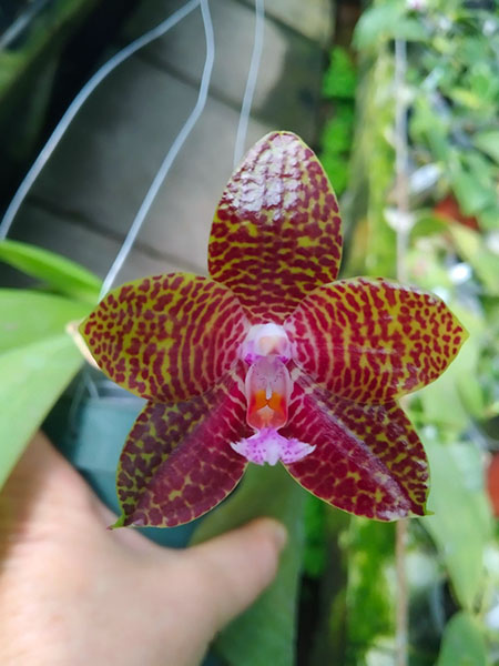 Phalaenopsis gigantea x Dragon Tree Eagle.jpg