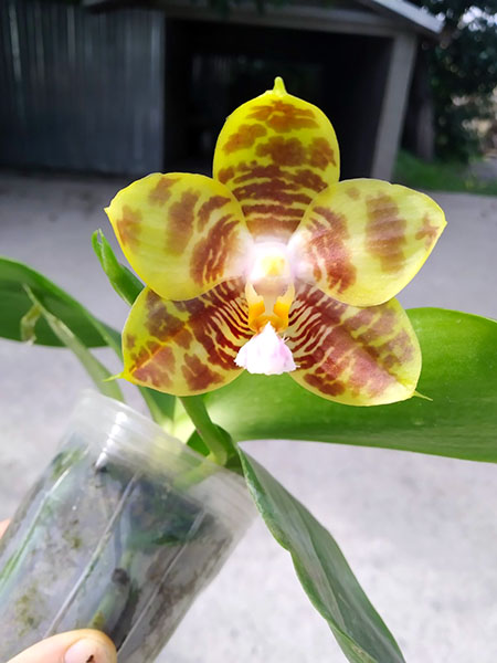 Phalaenopsis (Yaphon Yellow Bloom x Chang Maw Jade).jpg