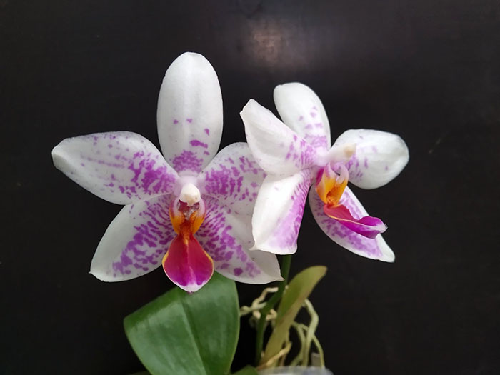 Phalaenopsis Joy Spring Venus 'Snow White' x Cherry Spot (alba).jpg
