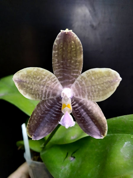 Phalaenopsis Mituo Blue Smurfs 'Blue-S' x Mituo Speciosa 'Blue-Coffe'.jpg