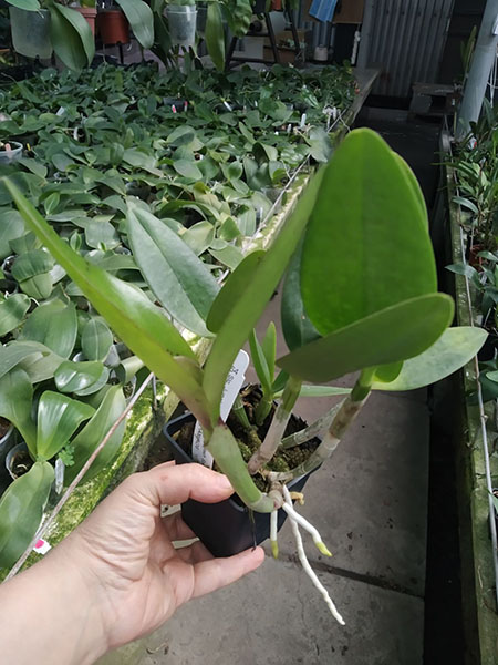 Sophrolaeliocattleya Jungle Hotspot 'SVO Splash Spots' x Brassolaeliocattleya Sunspots 'Sandy'.jpg