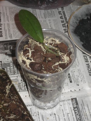 25.05 2 peresadka 007.jpg