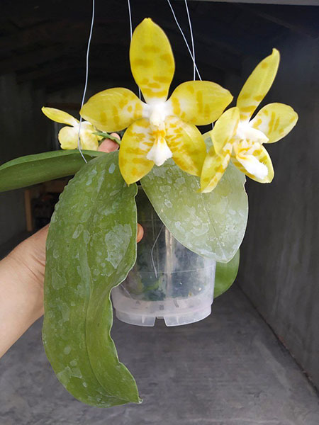 Phalaenopsis Yaphon 'Yellow Bomb' x Gelblieber flava.jpg