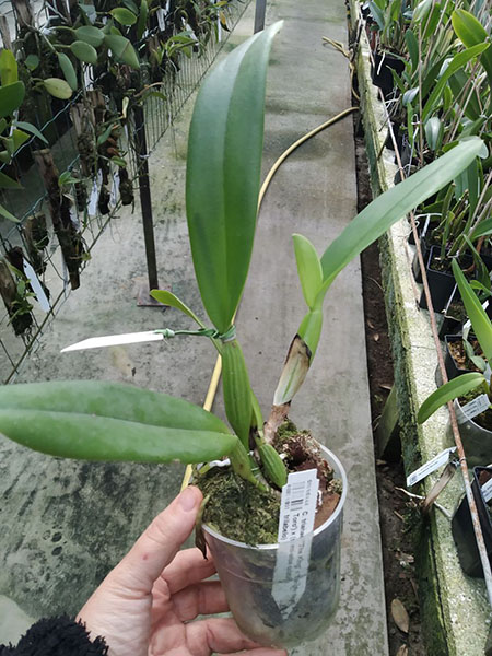 Cattleya trianae ('The King' x 'Sangre de Toro') x (semi-alba orlata x trilabelo).jpg