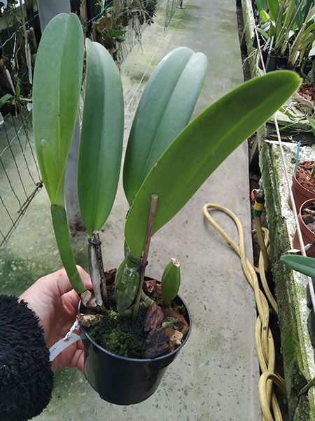 Cattleya trianae (alba x coerulea).jpg