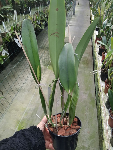 Cattleya trianae pincelada 'Suamena' x self.jpg