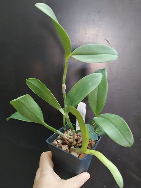 Cattleya Chialin Doll.jpg