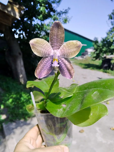 Phalaenopsis Mituo Blue Smurfs 'Blue-S' x Mituo Speciosa 'Blue-Coffe'.jpg