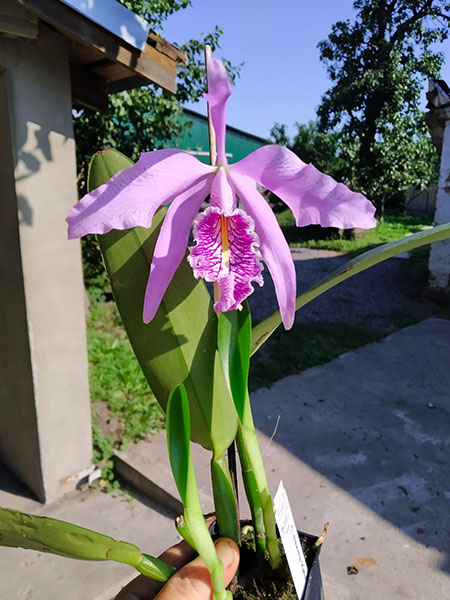 Cattleya maxima 'Katia' x self.jpg