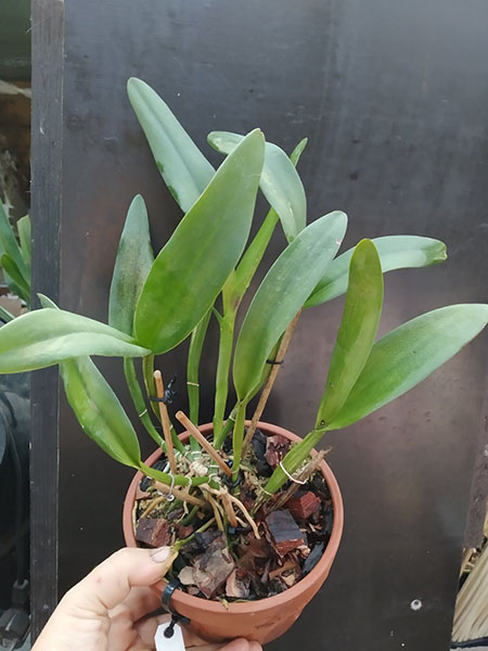 Potinara Shinfong Little Sun Youngmin 'Golden Boy'.jpg