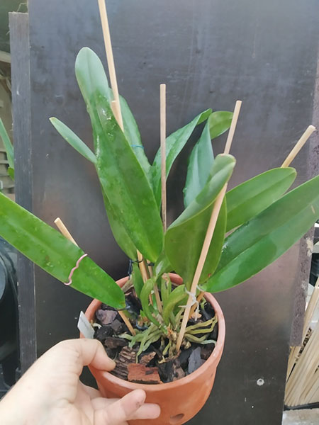 Cattleya Harold (gaskelliana x warscewiczii).jpg