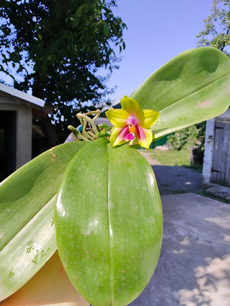 Phalaenopsis Miro Be Queen 'Mituo#1' x LD Green Kingfisher 'G-1'.jpg