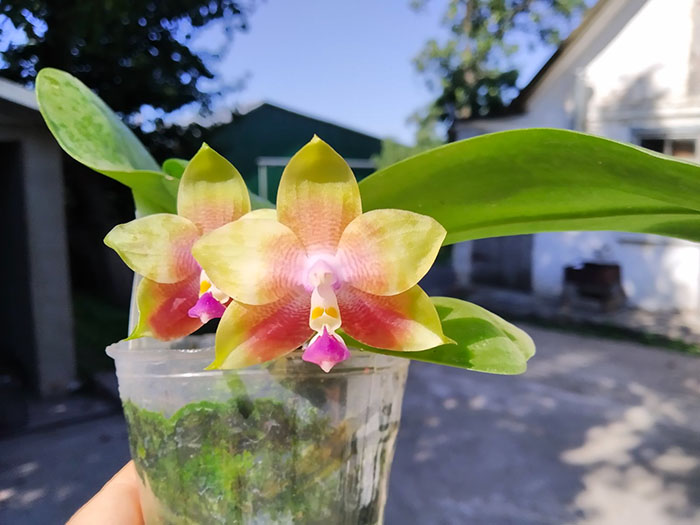 Phalaenopsis Mituo Reflex Dragon x LD Purple 3S.jpg