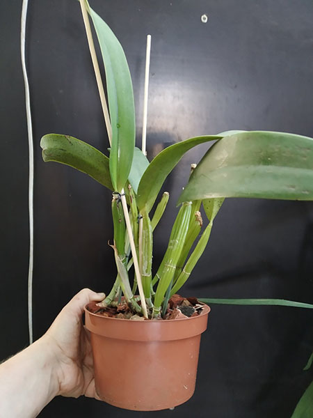 Cattleya gigas type x Cattleya violacea.jpg