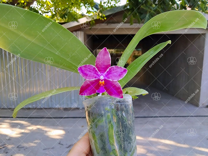 Phalaenopsis Joy Michona (Joy Micholitz-Ludde x bellina var coerulea).jpg